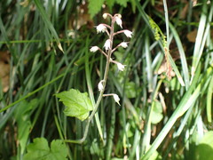 Tiarella polyphylla