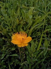 Trollius macropetalus