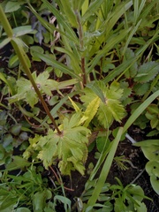 Trollius macropetalus