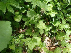 Tiarella polyphylla