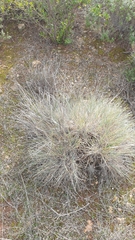 Lomandra collina