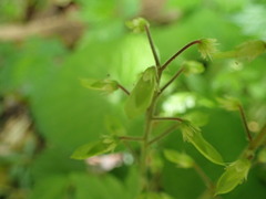 Tiarella polyphylla