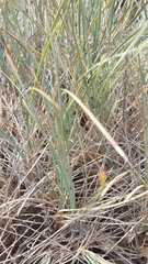 Lomandra collina