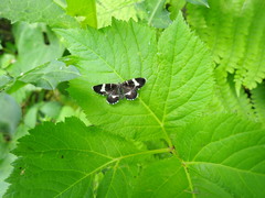 Trichobaptria exsecuta exsecuta