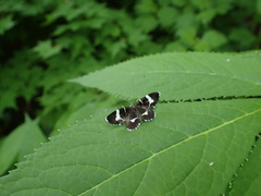 Trichobaptria exsecuta exsecuta