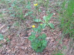 Ranunculus propinquus