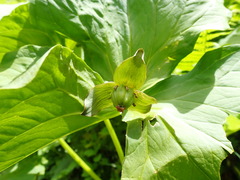 Trillium apetalon