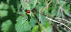 Harmonia axyridis