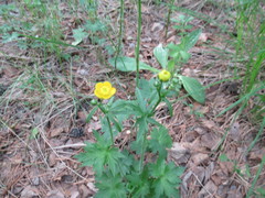 Ranunculus propinquus