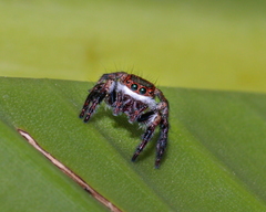 Carrhotus coronatus
