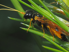 Acantholyda hieroglyphica