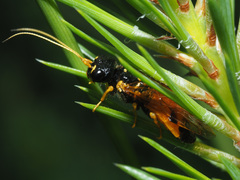 Acantholyda hieroglyphica