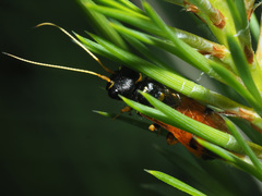 Acantholyda hieroglyphica