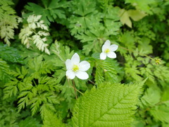 Anemonastrum flaccidum