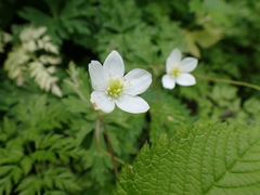 Anemonastrum flaccidum