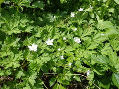 Anemonastrum flaccidum