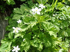 Anemonastrum flaccidum