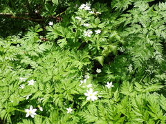 Anemonastrum flaccidum