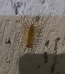 Scutigera coleoptrata