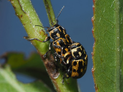 Pachybrachis sinuatus