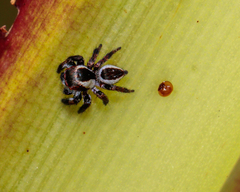 Carrhotus coronatus