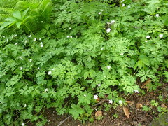 Anemonastrum flaccidum