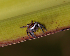 Carrhotus coronatus