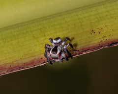 Carrhotus coronatus