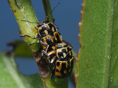 Pachybrachis sinuatus