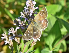 Muschampia tessellum