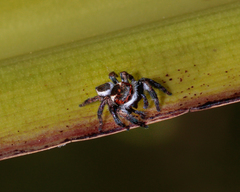 Carrhotus coronatus