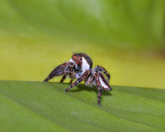 Carrhotus coronatus