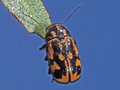 Pachybrachis sinuatus