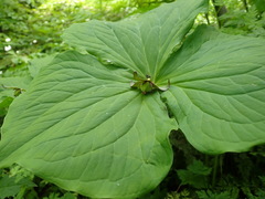 Trillium apetalon