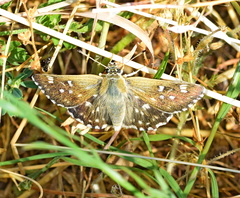 Muschampia tessellum