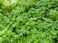 Anemonastrum flaccidum
