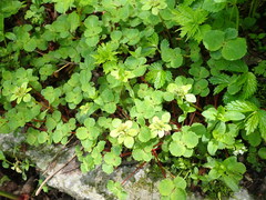 Chrysosplenium fauriei