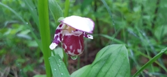 Cypripedium guttatum