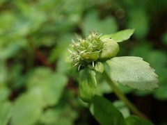 Chrysosplenium fauriei