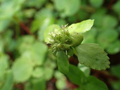 Chrysosplenium fauriei