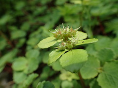 Chrysosplenium fauriei