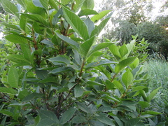 Lonicera maximowiczii