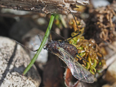 Uroleucon jaceae