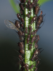 Uroleucon jaceae