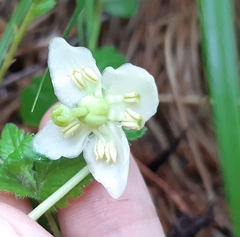 Moneses uniflora