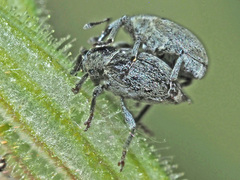 Sibinia viscariae