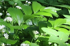 Polygonatum latifolium