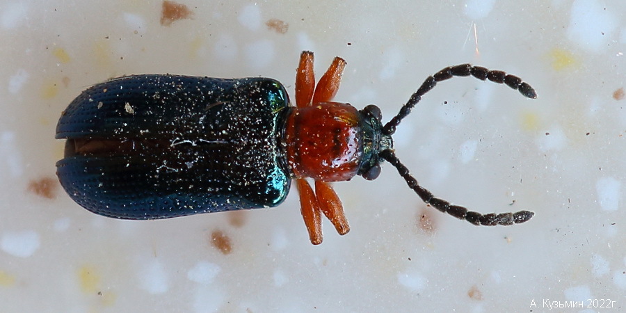 Пьявица Красногрудая (Oulema melanopus)