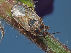 Platyplax salviae