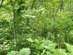 Rodgersia podophylla